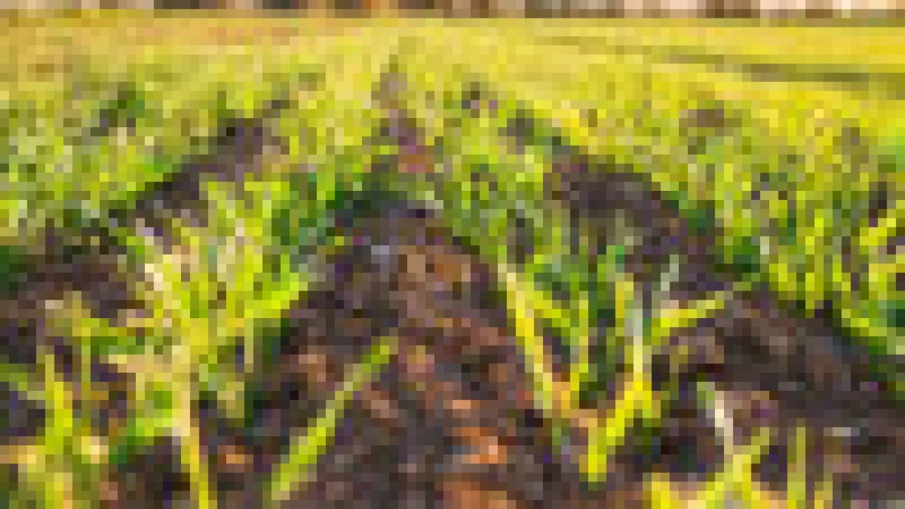 How the Environment Affects Us