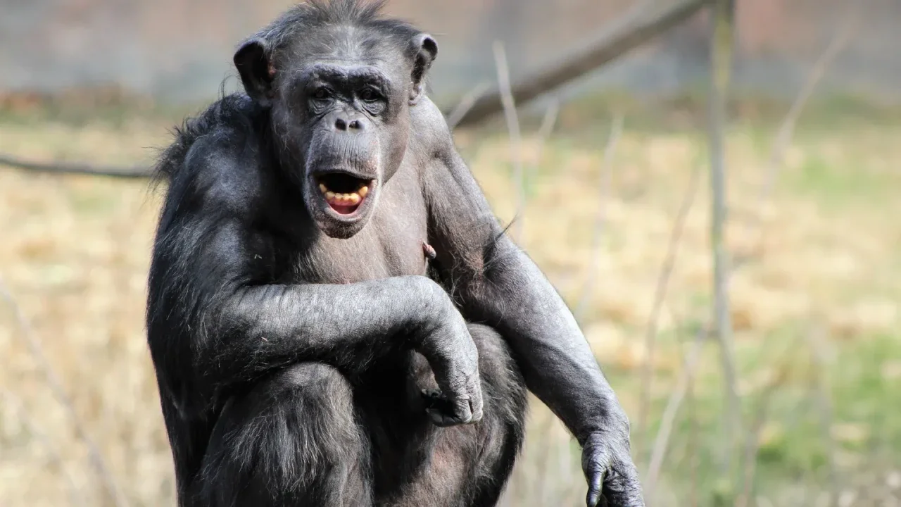 Human brains light up for chimp voices in a way no one expected