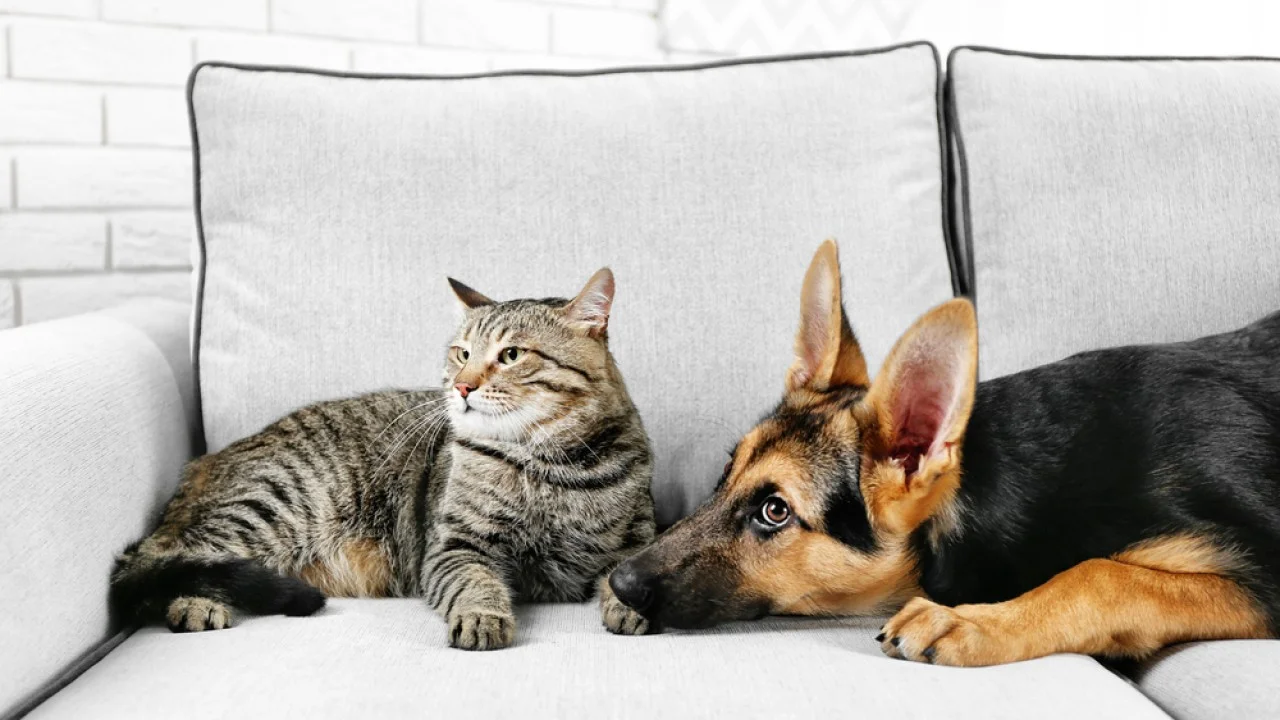Moving With Pets: What You Should Know for a Smooth Transition