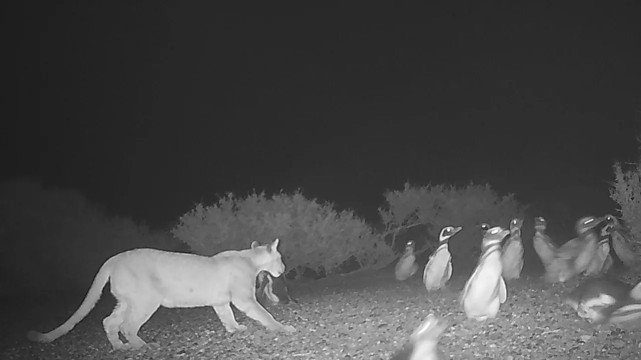 Pumas in Patagonia started feasting on penguins — but now they're behaving strangely, a new study finds