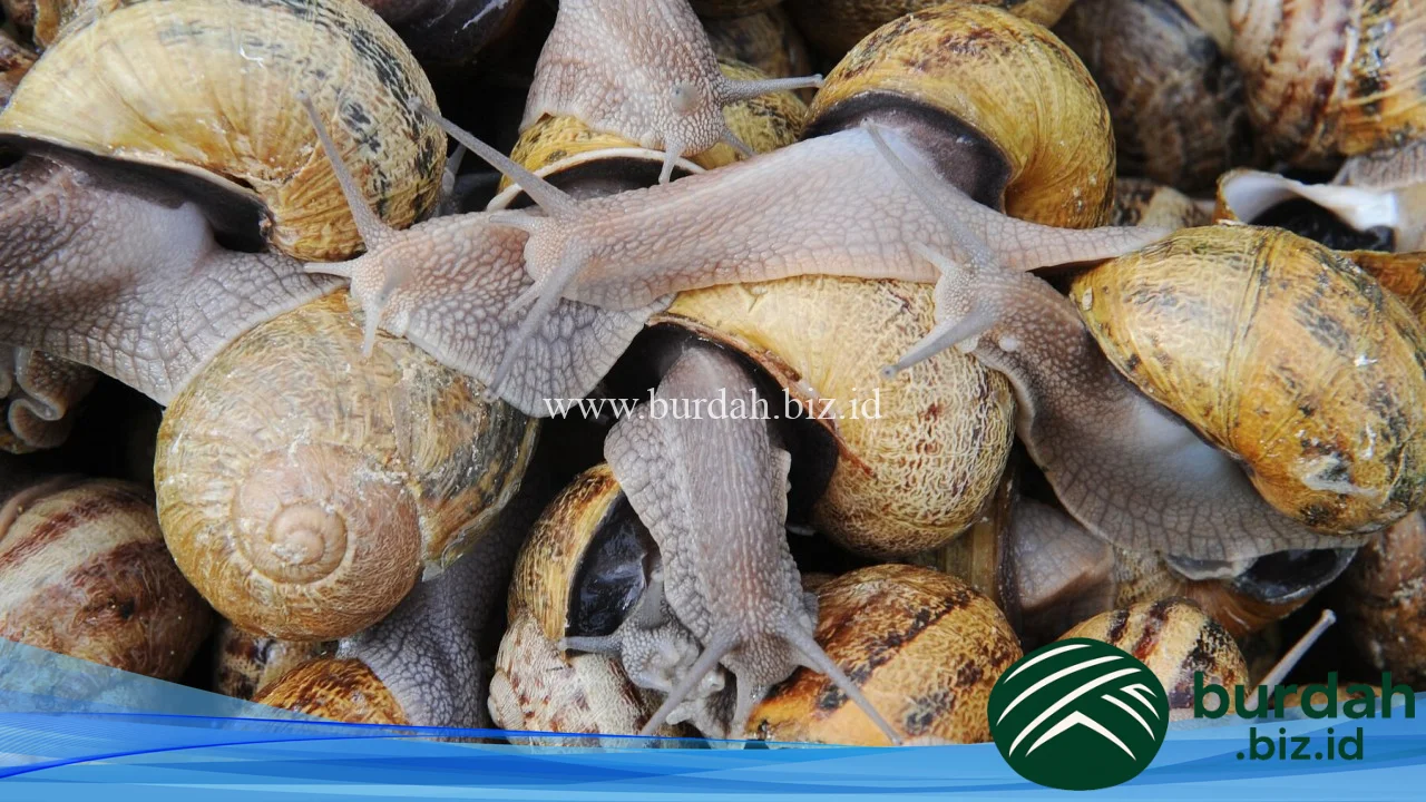 Snail thieves in France are putting holiday dinners at risk