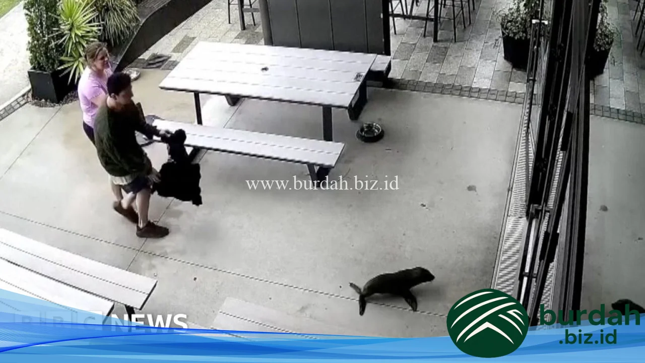 This is what happened when a baby seal walked into a bar