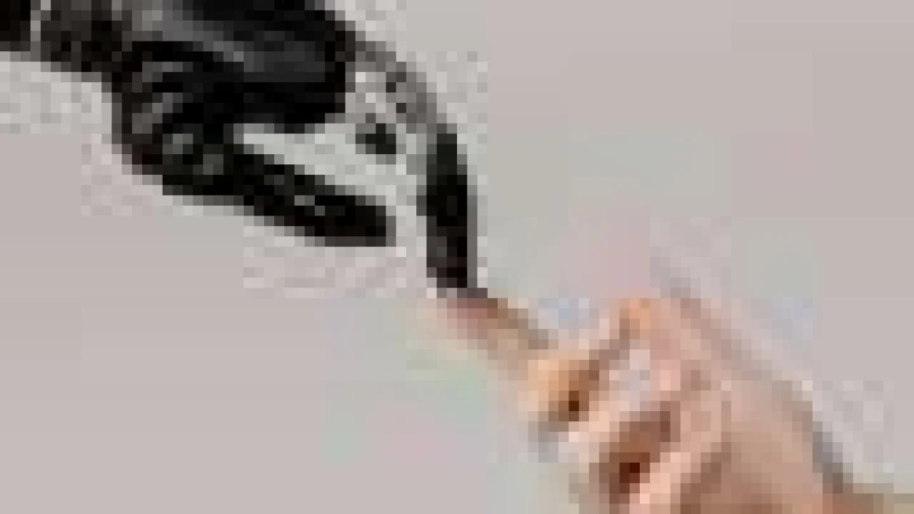 WHO Examines Traditional Medicine Evidence With AI